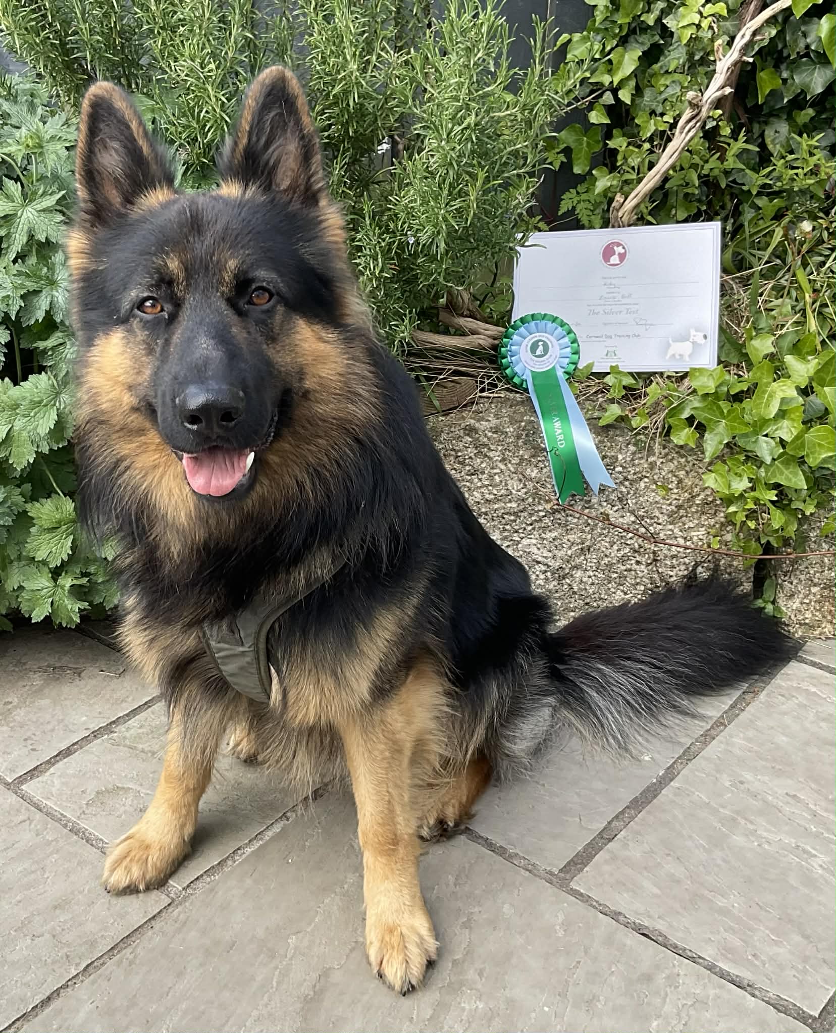 Koby gains his Kennel Club Good Citizen Silver award!
