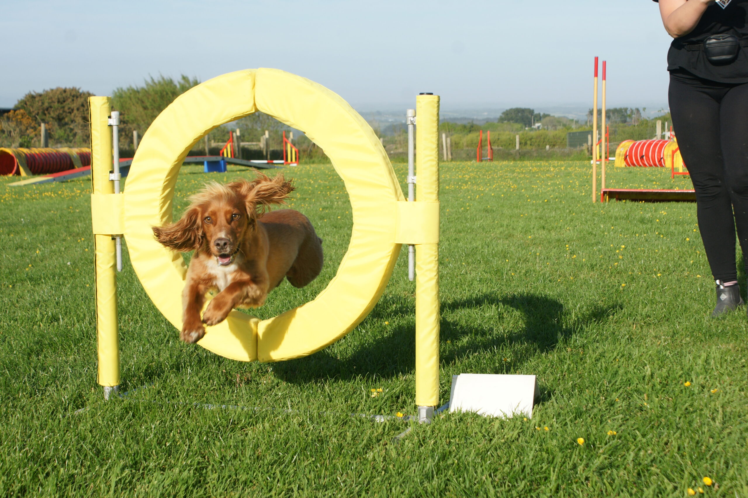 The summer agility classes are in full swing!